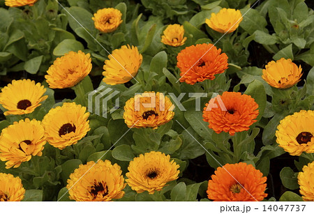 キンセンカ　01 14047737