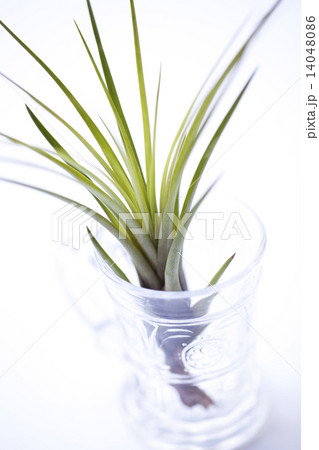 観葉植物,エアプランツ 14048086