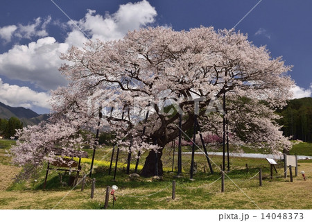 黒部のエドヒガン桜 14048373