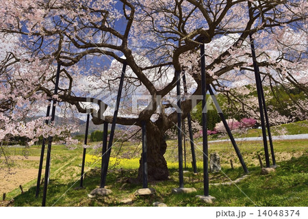 黒部のエドヒガン桜 黒部のエドヒガン桜 14048374