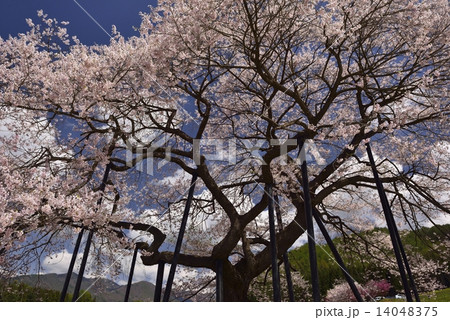 黒部のエドヒガン桜 黒部のエドヒガン桜 14048375