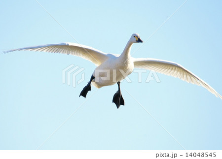 空を飛ぶハクチョウ 14048545