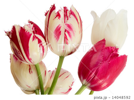 Red-white tulips 14048592