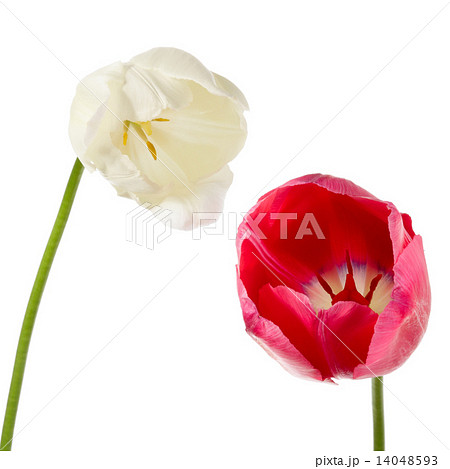 White and pink tulips 14048593