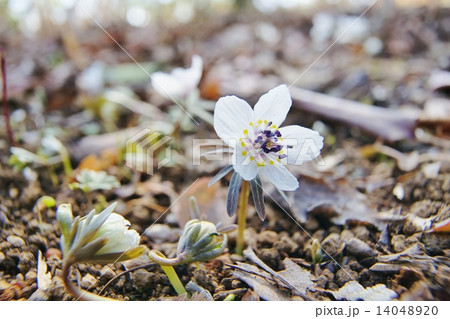セツブンソウ 14048920