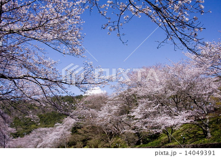 山中渓の桜 14049391