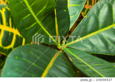Leaves of croton tree Codiaeum 14049437