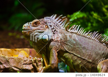 Big iguana lizard in terrarium 14049624