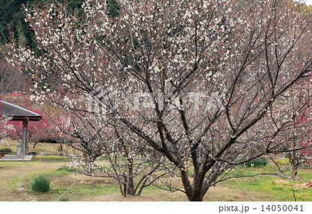 萩往還梅林園 萩往還梅林園 14050041