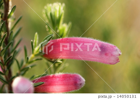 寒い大晦日に朝日を浴びて生き生きと暖かみを感じさせる花(エリカ・クリスマスパレード) 14050131