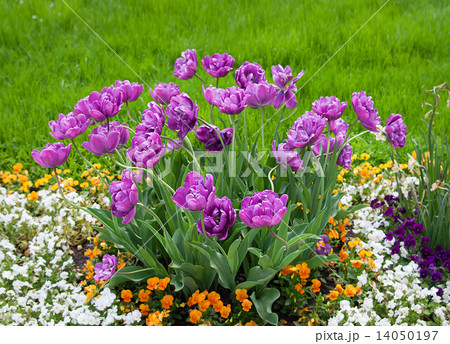 Group purple tulips and other flowers.  14050197