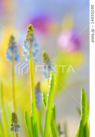 Muscari neglectum flowers Muscari neglectum flowers 14050290