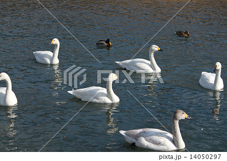 年賀状　酉年　白鳥　カモ 14050297