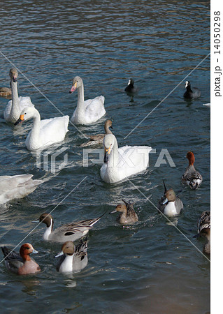 年賀状　酉年　白鳥　カモ 14050298
