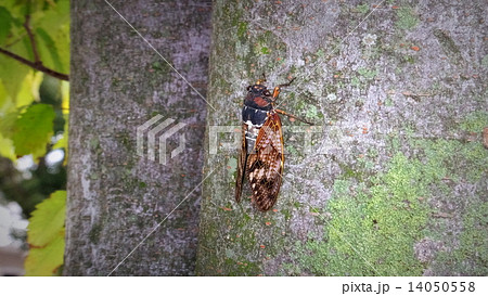 アブラゼミ 14050558