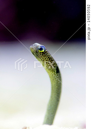 チンアナゴ チンアナゴ 14050592