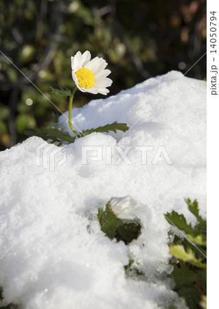 雪景色 14050794