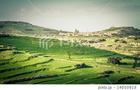 ゴゾ島の緑 14050918