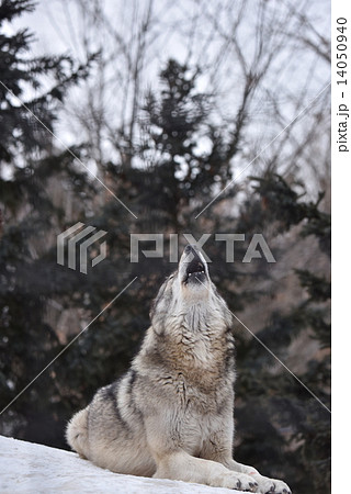 あさひやま動物園 オオカミの遠吠えの写真素材