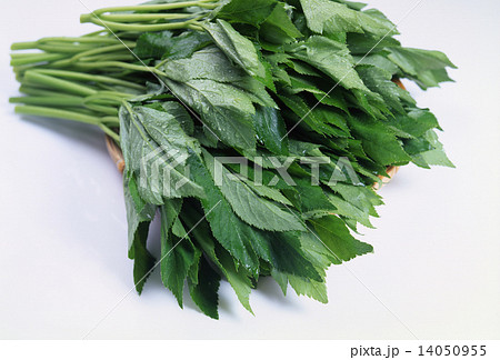 アシタバ 14050955