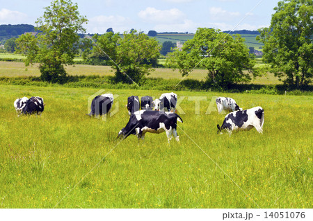 Cows eating grass on a lush meadow in the countryside 14051076