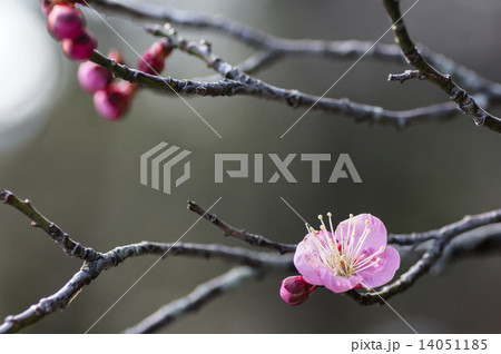 色香を放つ紅梅 14051185