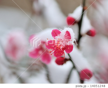 梅 14051248