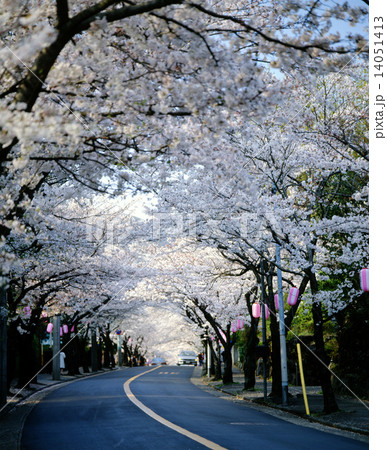 伊豆高原の桜並木 14051413