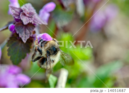 bumble-bee 14051687