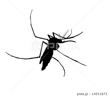 Silhouett of mosquito 14051873
