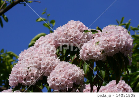 カルミア　アメリカ石楠花とも呼ばれます。 14051908