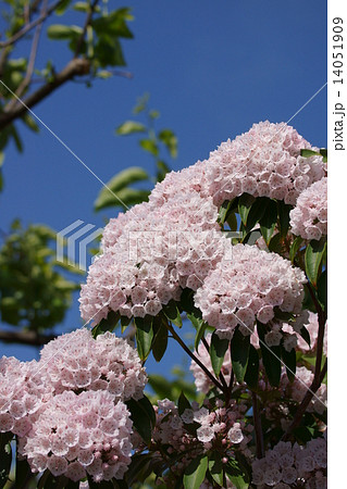 カルミア　アメリカ石楠花とも呼ばれます。 14051909