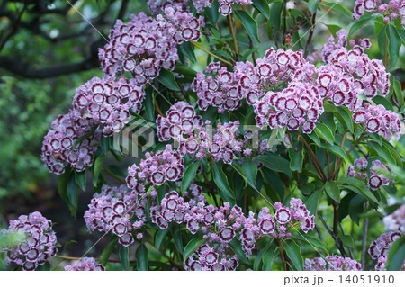 カルミア レットクラウン カルミア レットクラウン 14051910