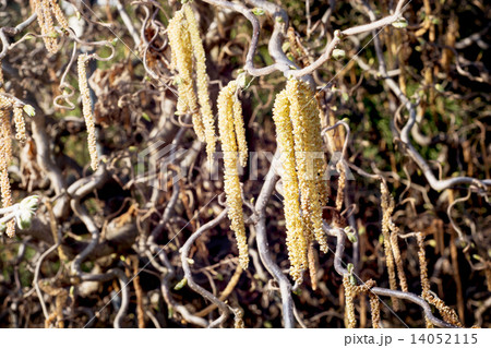 Ornamental plant 14052115