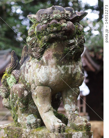 神社の狛犬(吽形) 神社の狛犬(吽形) 14052273