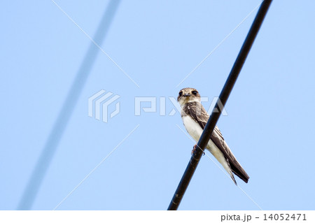 ショウドウツバメ１ 14052471