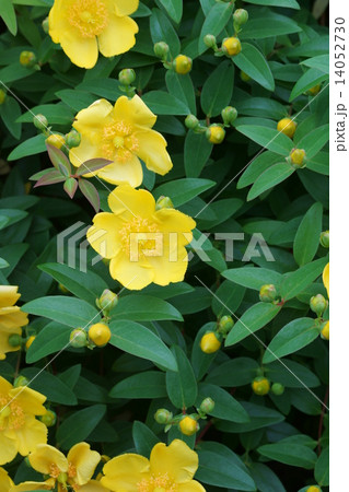 大輪金糸梅タイリンキンシバイ 花言葉は「きらめき」 大輪金糸梅タイリンキンシバイ 花言葉は「きらめき」 14052730