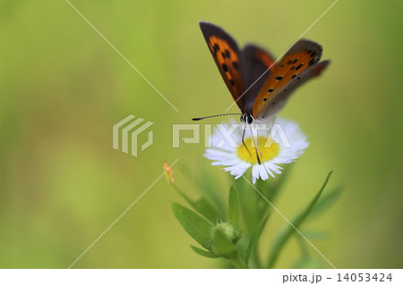 動物　シジミチョウ 14053424