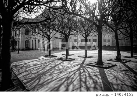 tree shadows in morning Dresden tree shadows in morning Dresden 14054155