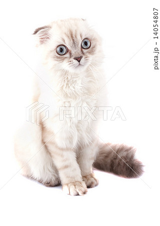 Lop-eared kitten on a magnificent white background. 14054807