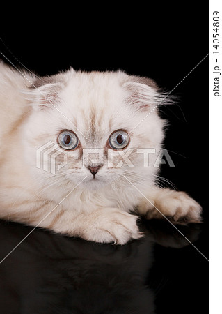 Lop-eared kitten on a magnificent black background. 14054809