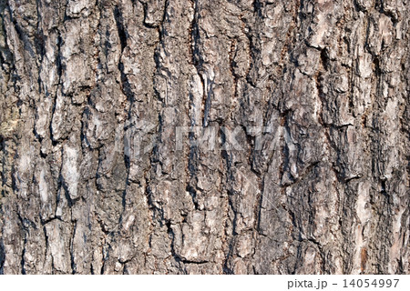 Bark of the tree. 14054997