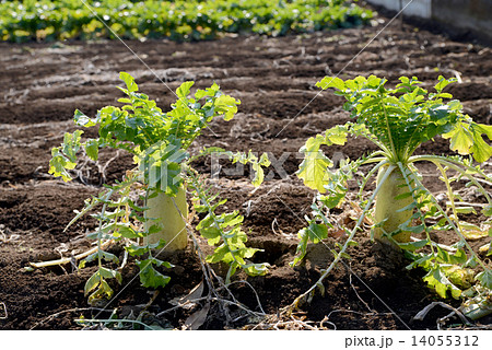 ダイコン畑 14055312