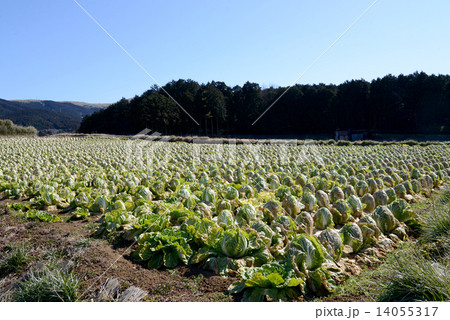 ハクサイ畑 ハクサイ畑 14055317