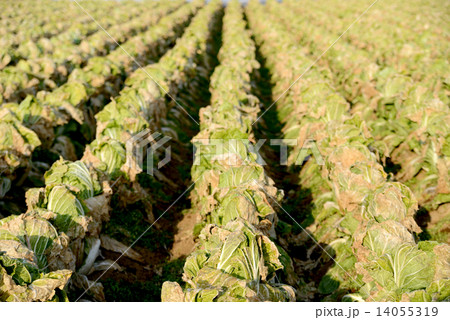 ハクサイの頭縛り 14055319