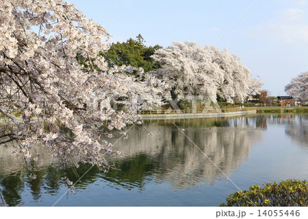 桜の三ツ寺公園 14055446