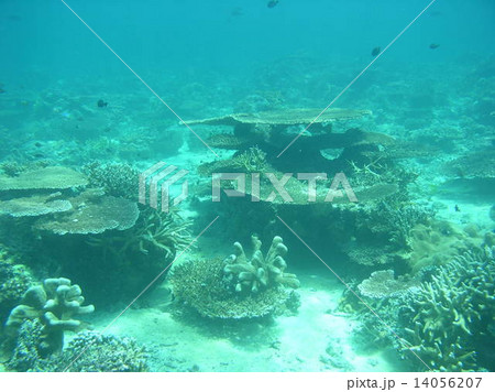 マレーシア・カパライ島のサンゴ礁 マレーシア・カパライ島のサンゴ礁 14056207