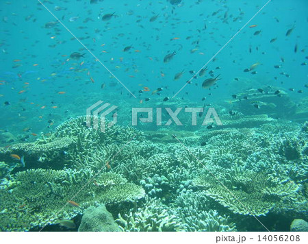 マレーシア・カパライ島のサンゴ礁と熱帯魚 マレーシア・カパライ島のサンゴ礁と熱帯魚 14056208