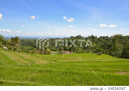 ジャティルイの棚田 14056287