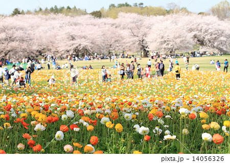 昭和記念公園の花畑のアイスランドポピーと満開の桜の写真素材